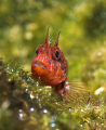   Curiosity blenny EOS 350D EFS 60mm EF-S EF  